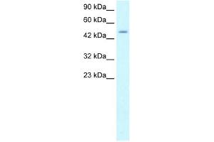 ZNF365 antibody (20R-1067) used at 0. (ZNF365 Antikörper  (N-Term))