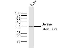 Mouse Liver lysates probed with Serine racemase Polyclonal Antibody, Unconjugated  at 1:300 dilution and 4˚C overnight incubation. (SRR Antikörper  (AA 1-100))