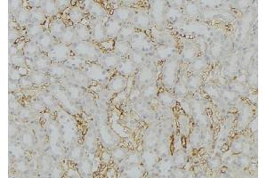 ABIN6279784 at 1/100 staining Mouse kidney tissue by IHC-P.