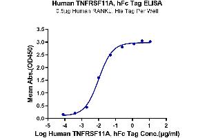 ELISA image for Tumor Necrosis Factor Receptor Superfamily, Member 11a, NFKB Activator (TNFRSF11A) (AA 30-212) protein (Fc Tag) (ABIN7275521)