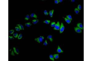 Immunofluorescence staining of Hela cells with ABIN7145527 at 1:200, counter-stained with DAPI. (SGCB Antikörper  (AA 124-219))