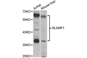Western blot analysis of extracts of various cell lines, using SLAMF1 antibody. (SLAMF1 Antikörper  (AA 21-237))