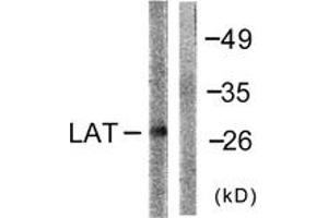Western Blotting (WB) image for anti-Linker For Activation of T Cells (LAT) (AA 191-240) antibody (ABIN2888672) (LAT Antikörper  (AA 191-240))