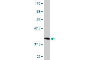 Western Blotting (WB) image for anti-Eukaryotic Translation Initiation Factor 2, Subunit 3 Gamma, 52kDa (EIF2S3) (AA 383-472) antibody (ABIN515200)