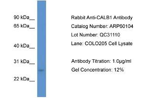Western Blotting (WB) image for anti-Calbindin (CALB1) (C-Term) antibody (ABIN2788334) (CALB1 Antikörper  (C-Term))