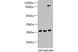 Western blot All lanes: DNAJC30 antibody at 10 μg/mL Lane 1: 293T whole cell lysate Lane 2: U87 whole cell lysate Lane 3: SH-SY5Y whole cell lysate Secondary Goat polyclonal to rabbit IgG at 1/10000 dilution Predicted band size: 26 kDa Observed band size: 26, 90 kDa (DNAJC3 Antikörper  (AA 1-226))