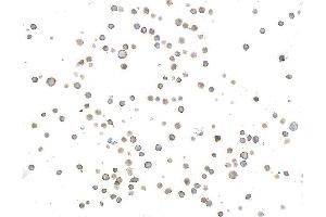 Immunocytochemistry (ICC) image for anti-Inducible T-Cell Co-Stimulator (ICOS) (AA 149-199) antibody (ABIN7453973) (Rekombinanter ICOS Antikörper  (AA 149-199))