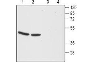 Western blot analysis of mouse (lanes 1 and 3) and rat (lanes 2 and 4) brain membranes: - 1,2. (CCKBR Antikörper  (Extracellular, N-Term))