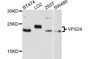 Western blot analysis of extracts of various cell lines, using VPS24 antibody (ABIN4905606) at 1:1000 dilution. (CHMP3 Antikörper)