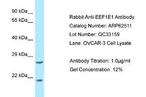 Western Blotting (WB) image for anti-Eukaryotic Translation Elongation Factor 1 epsilon 1 (EEF1E1) (N-Term) antibody (ABIN2789165) (EEF1E1 Antikörper  (N-Term))