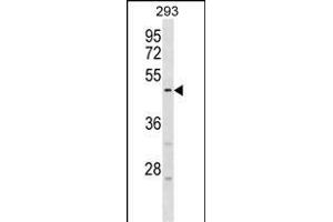 HORD1 Antibody (Center) (ABIN1537907 and ABIN2850056) western blot analysis in 293 cell line lysates (35 μg/lane). (HORMAD1 Antikörper  (AA 161-189))