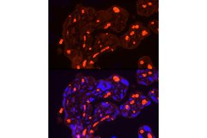 Immunofluorescence analysis of Human placenta using SLC4 antibody (7391 ) at dilution of 1:100. (Band 3/AE1 Antikörper  (AA 1-353))