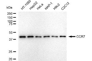 Western blotting analysis using CCR7 antibody (ABIN7798042). (Rekombinanter CCR7 Antikörper)