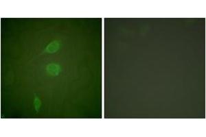 Immunofluorescence (IF) image for anti-Histone Deacetylase 5 (HDAC5) (AA 1073-1122) antibody (ABIN2889210) (HDAC5 Antikörper  (AA 1073-1122))