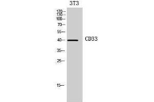 Western Blotting (WB) image for anti-CD33 (CD33) (Internal Region) antibody (ABIN3181432) (CD33 Antikörper  (Internal Region))