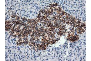 Immunohistochemical staining of paraffin-embedded Human pancreas tissue using anti-SNAP25 mouse monoclonal antibody. (SNAP25 Antikörper)