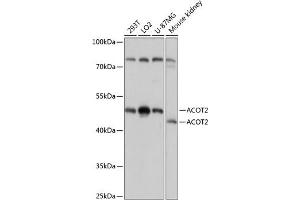 Western blot analysis of extracts of various cell lines, using  antibody (ABIN7265428) at 1:3000 dilution. (ACOT2 Antikörper  (AA 222-483))