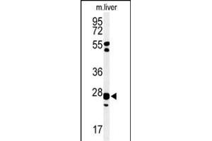 Western blot analysis of GSTK1 Antibody (Center) (ABIN653824 and ABIN2843092) in mouse liver tissue lysates (35 μg/lane).