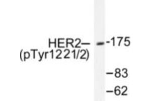 Image no. 1 for anti-Receptor tyrosine-protein kinase erbB-2 (ErbB2/Her2) (pTyr1221), (pTyr1222) antibody (ABIN318035) (ErbB2/Her2 Antikörper  (pTyr1221, pTyr1222))