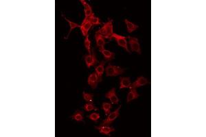 ABIN6267015 staining HeLa by IF/ICC. (GFRA4 Antikörper  (Internal Region))