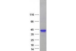 Validation with Western Blot
