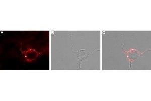 Immunocytochemistry (ICC) image for anti-Potassium Voltage-Gated Channel, Shaker-Related Subfamily, Member 4 (KCNA4) (AA 348-362), (Extracellular) antibody (ABIN7043526)