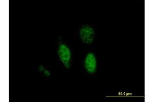 Immunofluorescence (IF) image for anti-Protein tyrosine Phosphatase, Non-Receptor Type 18 (Brain-Derived) (PTPN18) (AA 1-351) antibody (ABIN525721)