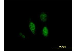 Immunofluorescence of purified MaxPab antibody to PTPN18 on HeLa cell. (PTPN18 Antikörper  (AA 1-351))