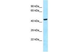 Image no. 1 for anti-GH3 Domain Containing (GHDC) (AA 70-119) antibody (ABIN6747950) (GHDC Antikörper  (AA 70-119))