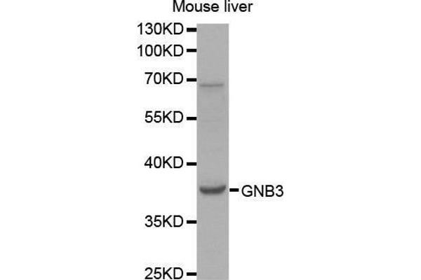 GNB3 Antikörper  (AA 1-230)