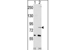 Western blot analysis of NUB1 (arrow) using NYREN18 Antibody (N-term) (ABIN389078 and ABIN2839276).