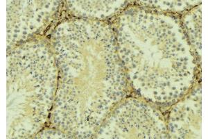 ABIN6275992 at 1/100 staining Mouse testis tissue by IHC-P. (FZD6 Antikörper  (C-Term))