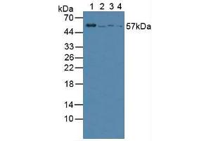 Figure. (VNN1 Antikörper  (AA 36-223))