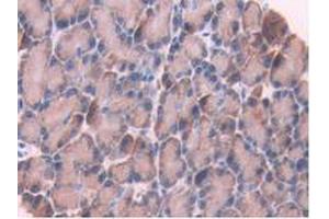 IHC-P analysis of Rat Pancreas Tissue, with DAB staining. (CYP1A1 Antikörper  (AA 251-521))