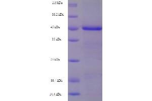 SDS-PAGE (SDS) image for NLR Family, Apoptosis Inhibitory Protein (NAIP) (AA 60-345), (partial) protein (His-SUMO Tag) (ABIN5711267)