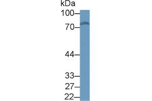Western blot analysis of Mouse Serum, using Mouse KEAP1 Antibody (1 µg/ml) and HRP-conjugated Goat Anti-Rabbit antibody ( (KEAP1 Antikörper  (AA 1-286))