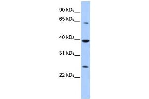 Western Blotting (WB) image for anti-Cytosolic Iron-Sulfur Protein Assembly 1 (CIAO1) antibody (ABIN2458087)