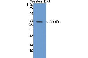 Western Blotting (WB) image for anti-Angiopoietin-Like 4 (ANGPTL4) (AA 182-394) antibody (ABIN3207378) (ANGPTL4 Antikörper  (AA 182-394))