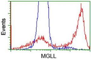 Image no. 2 for anti-Monoglyceride Lipase (MGLL) antibody (ABIN1499436) (MGLL Antikörper)