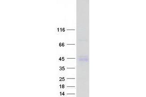 Western Blotting (WB) image for Platelet Derived Growth Factor A (PDGFA) (Transcript Variant 2) protein (Myc-DYKDDDDK Tag) (ABIN2728533)