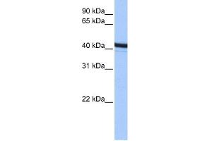 ACTR1B antibody used at 0. (ACTR1B Antikörper)