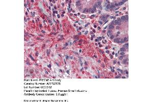 Immunohistochemistry with Human Small Intestine tissue at an antibody concentration of 5. (PRDM5 Antikörper  (N-Term))