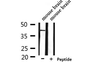Western blot analysis of extracts from mouse brain, using OR1L1 Antibody. (OR1L1 Antikörper)