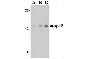 Western blot analysis of op18 in EL4 cell lysate with this product at (A) 0. (Stathmin 1 Antikörper  (C-Term))