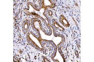 IHC analysis of COX6B1 using anti-COX6B1 antibody (ABIN7603206). (COX6B1 Antikörper  (N-Term))