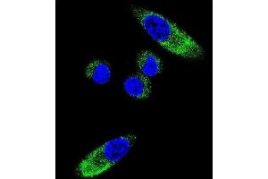 Immunofluorescence (IF) image for anti-Cytochrome P450, Family 1, Subfamily A, Polypeptide 1 (CYP1A1) antibody (ABIN3003618) (CYP1A1 Antikörper)