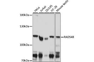 Western blot analysis of extracts of various cell lines, using RB antibody (ABIN7266815) at 1:1000 dilution. (RAD54B Antikörper  (AA 781-910))