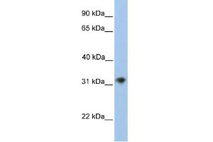 WB Suggested Anti-CHST13 Antibody Titration:  0. (CHST13 Antikörper  (C-Term))