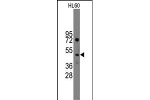 Western blot analysis of anti-Ihh Pab (R) in HL60 cell line lysates (35 μg/lane). (Indian Hedgehog Antikörper  (C-Term))