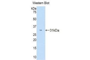 Western Blotting (WB) image for anti-Spondin 1 (SPON1) (AA 195-392) antibody (ABIN1176441) (SPON1 Antikörper  (AA 195-392))
